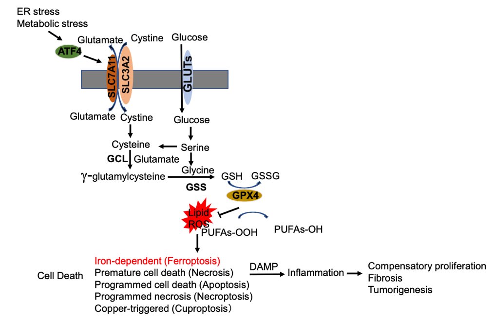 and steatohepatiti